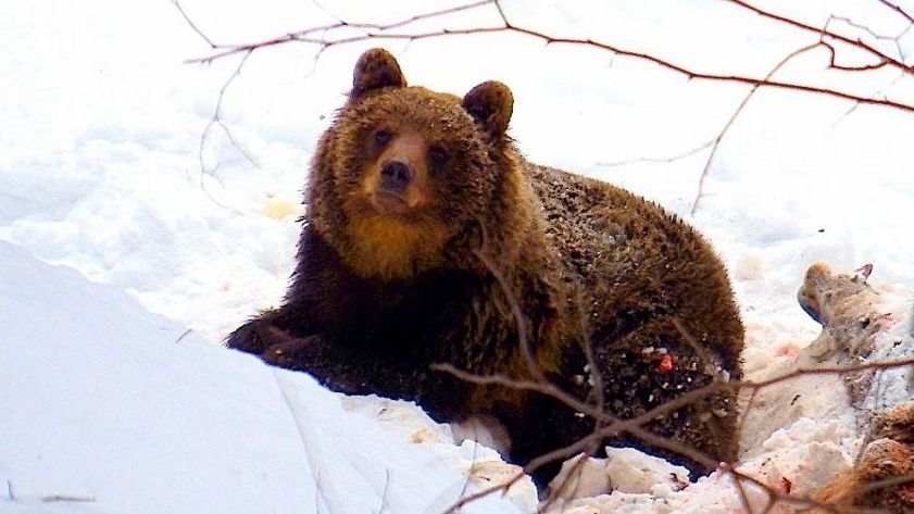 Slovák přežil útok medvědice, která chránila mláďata